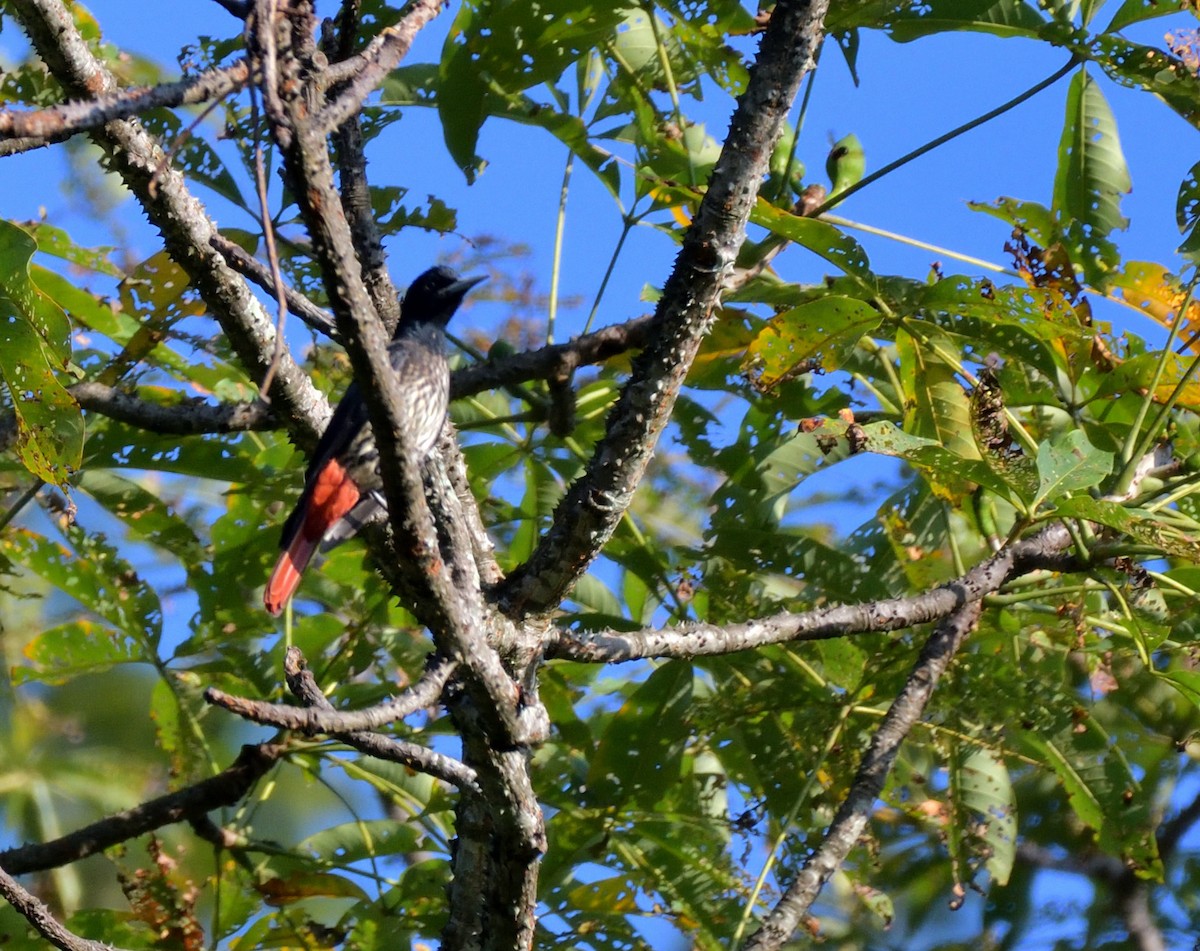 朱鸝 - ML645146265