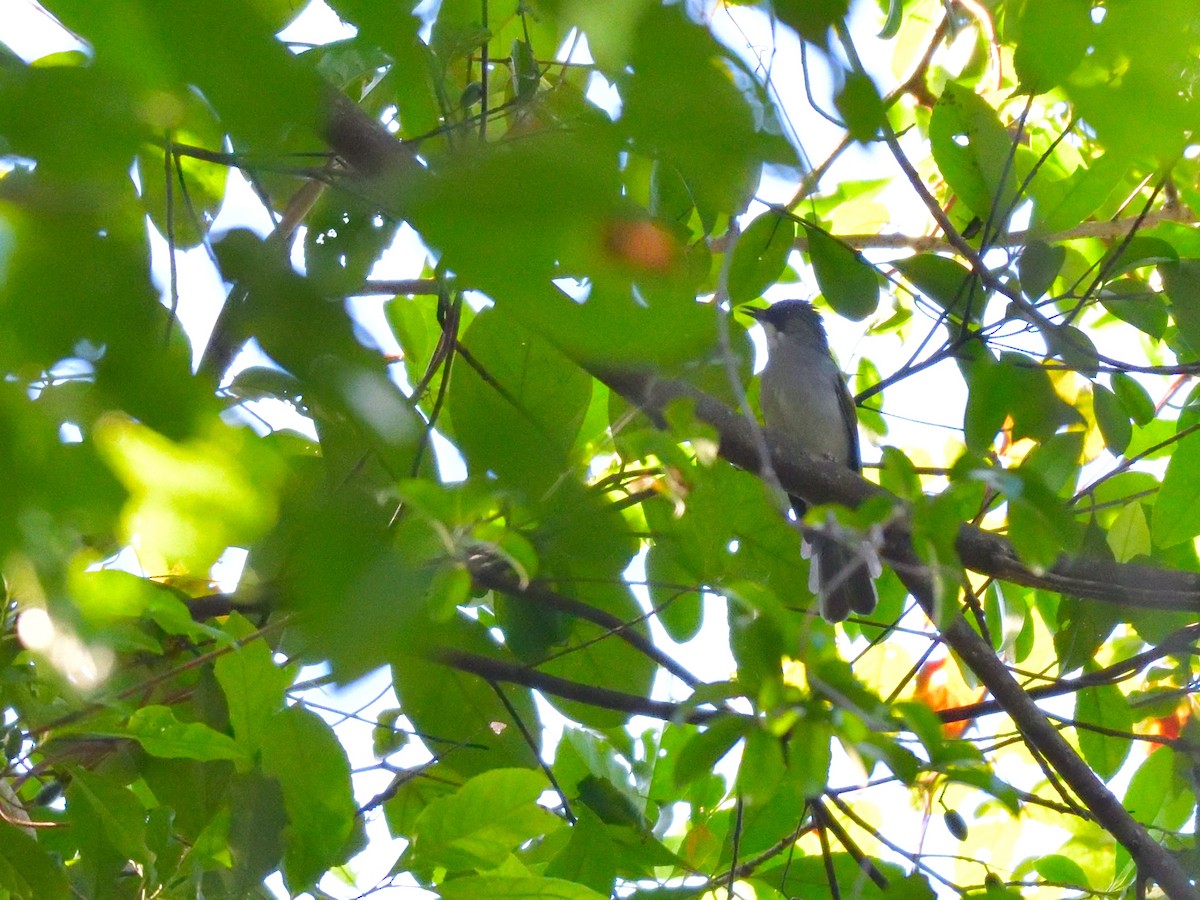 Ashy Bulbul - ML645146268