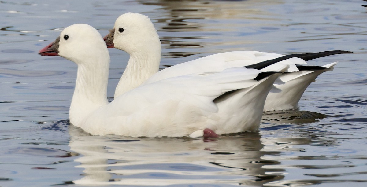 Ross's Goose - ML645146269
