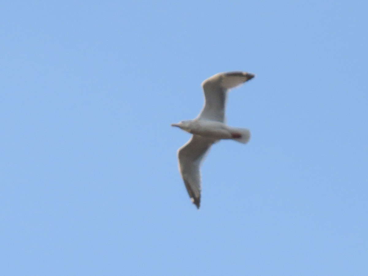 American Herring Gull - ML645146282