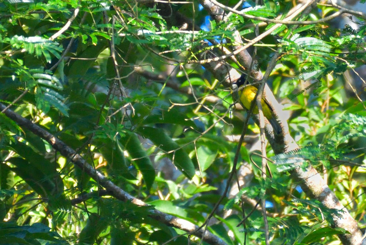 Black-crested Bulbul - ML645146284