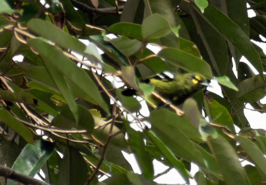 Iora émeraude - ML645146285