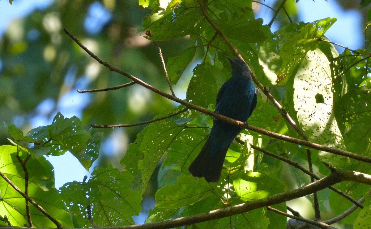 Asian Fairy-bluebird - ML645146304