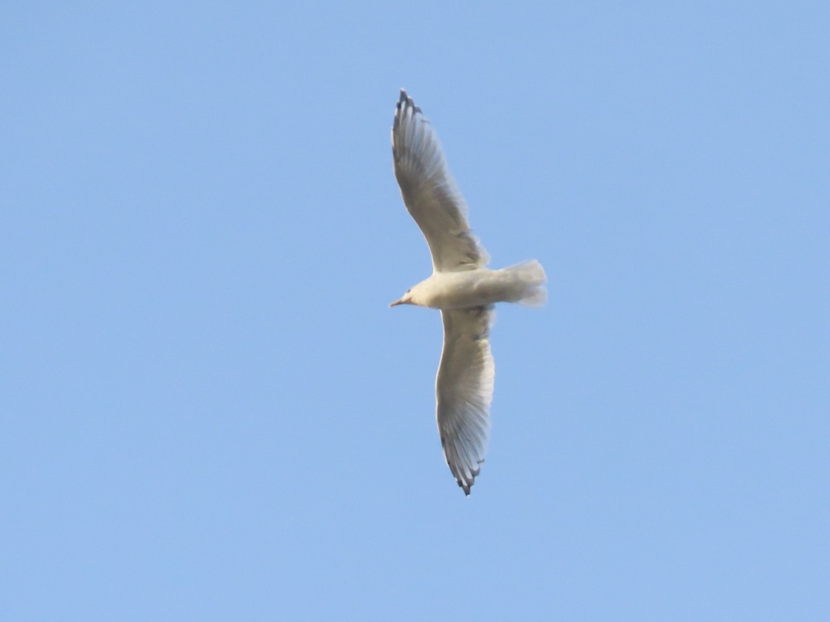 Iceland Gull - ML645146306