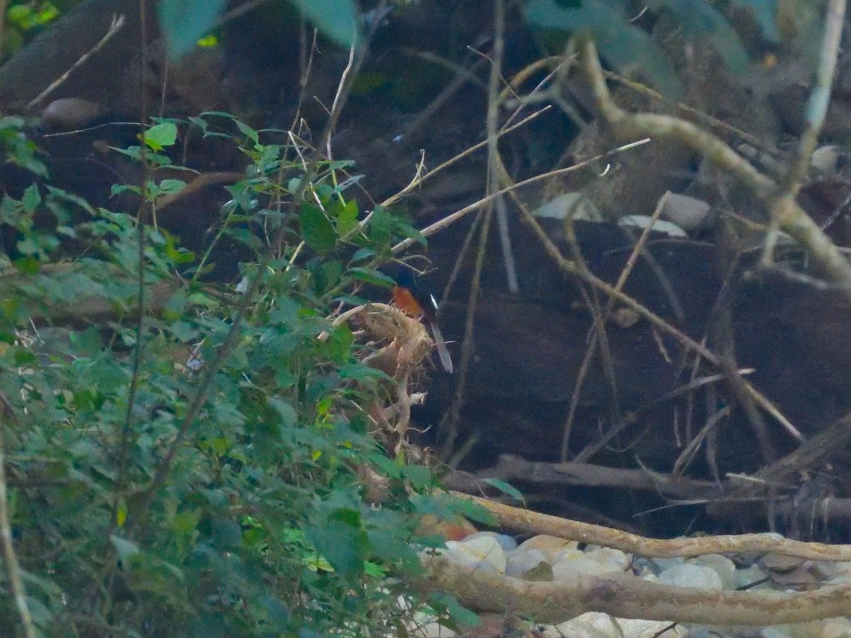 White-rumped Shama - ML645146309