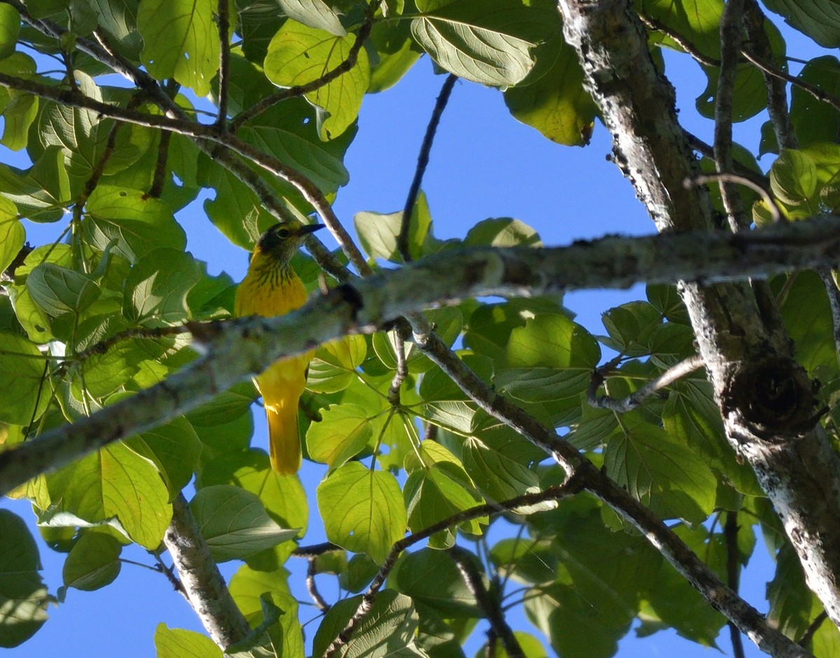 Black-hooded Oriole - ML645146312