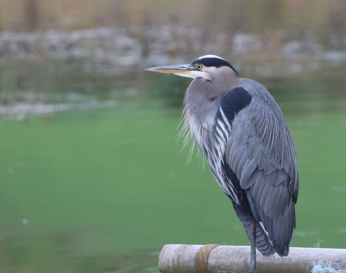 Great Blue Heron - ML645146323