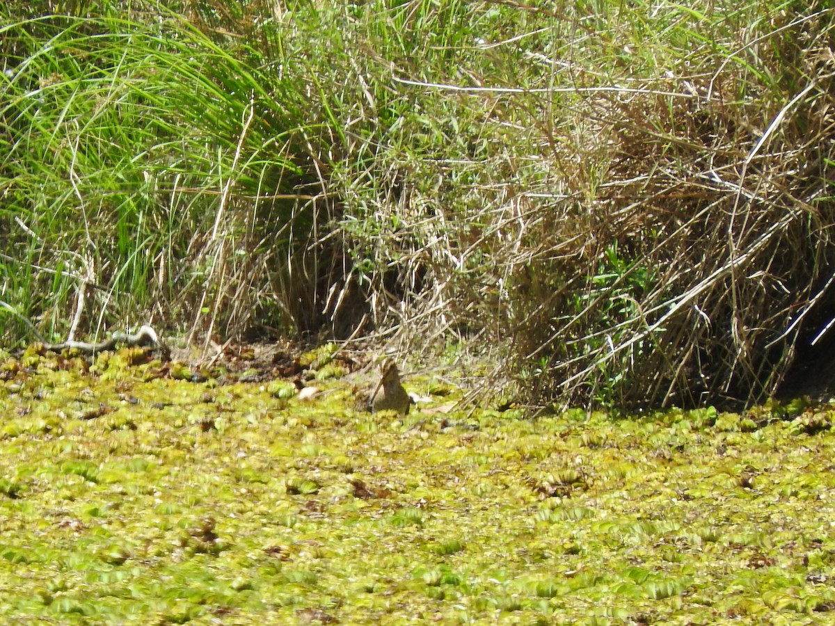 Latham's Snipe - ML645146327