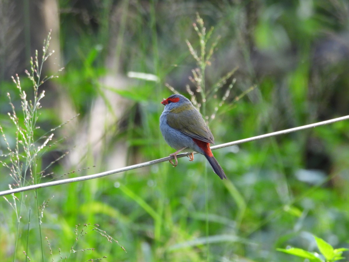 Red-browed Firetail - ML645146332