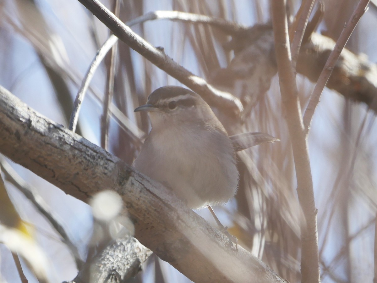 Bewick's Wren - ML645146333