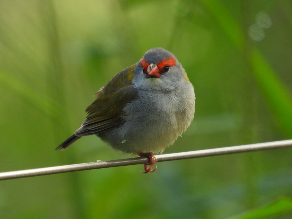 Red-browed Firetail - ML645146334