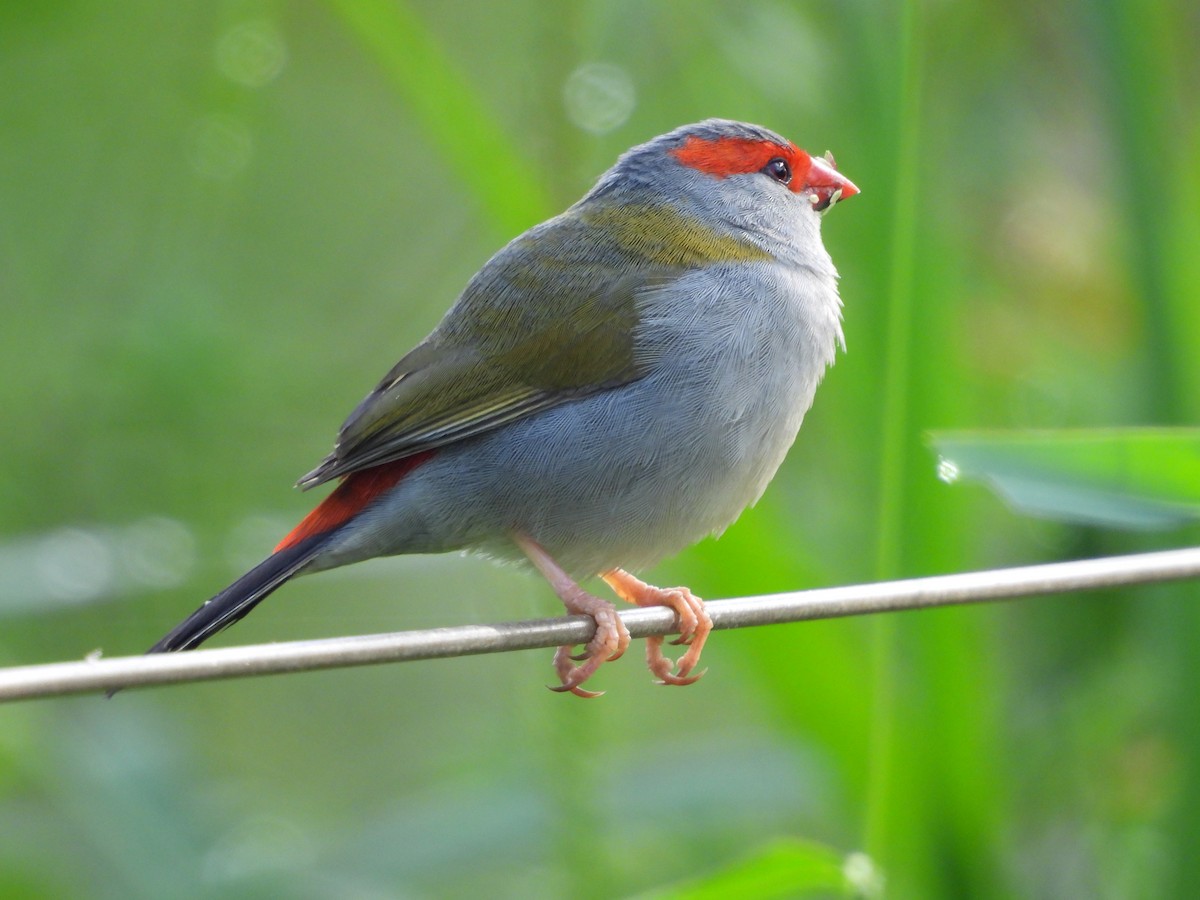 Red-browed Firetail - ML645146336