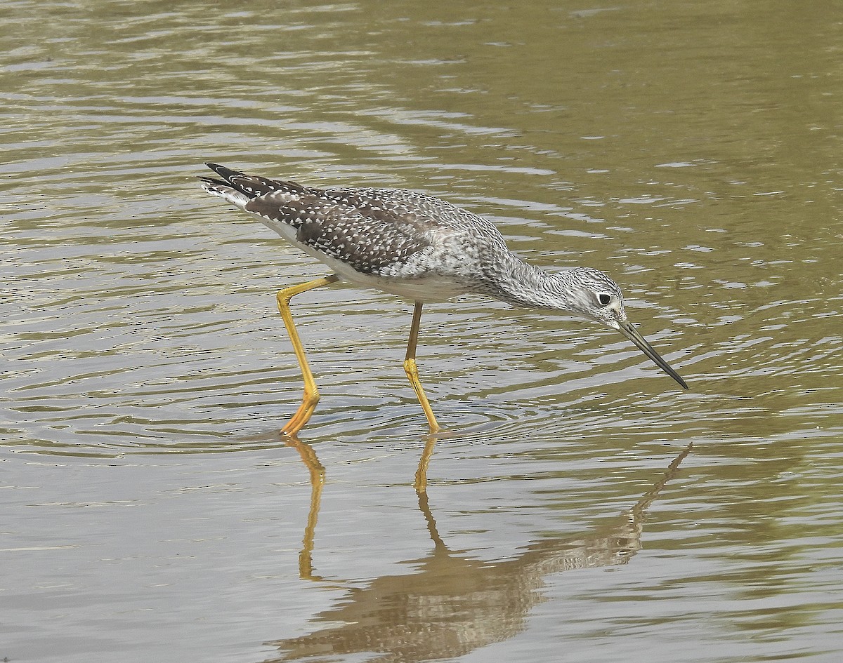 Greater Yellowlegs - ML645146342
