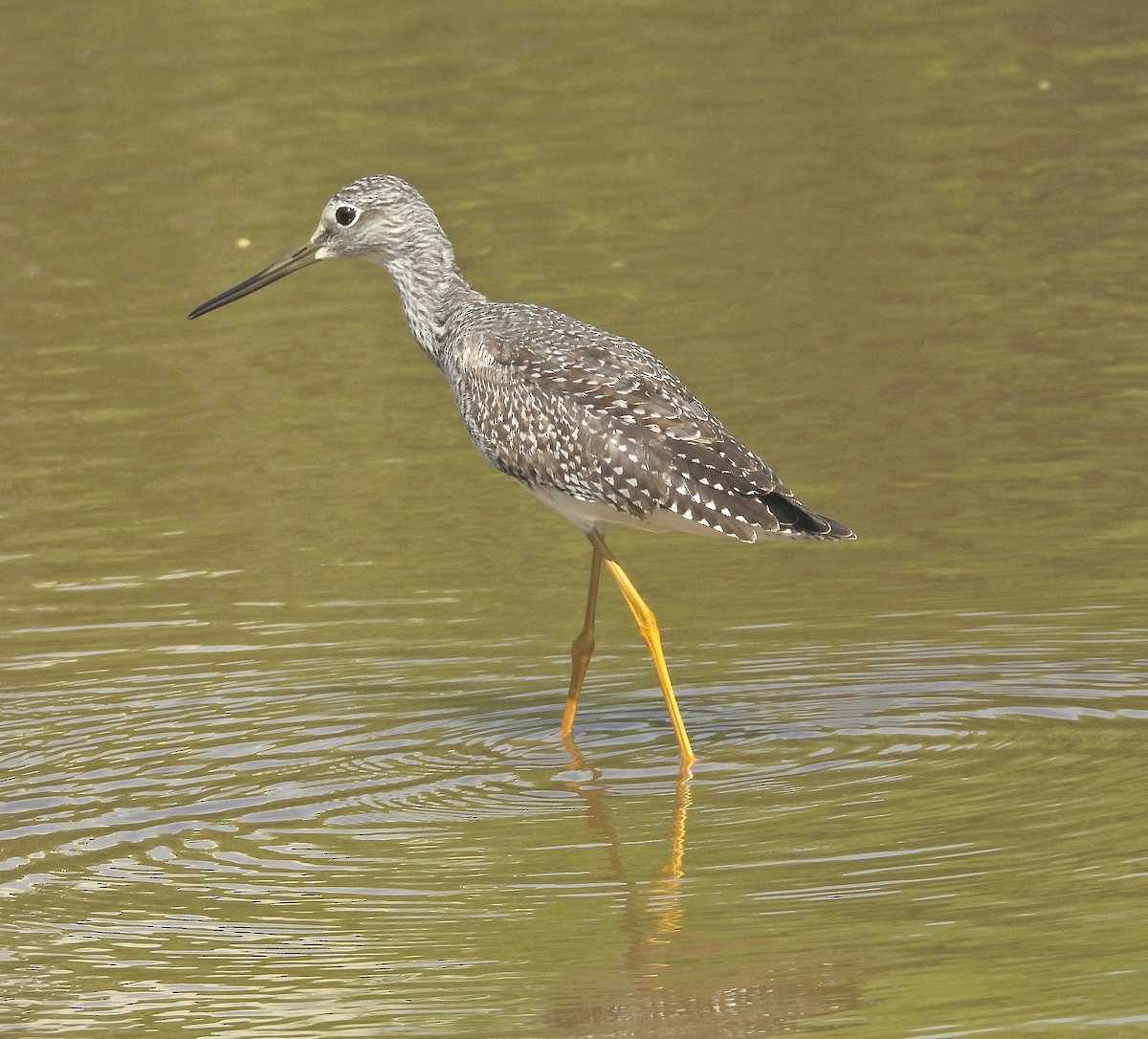 Greater Yellowlegs - ML645146343