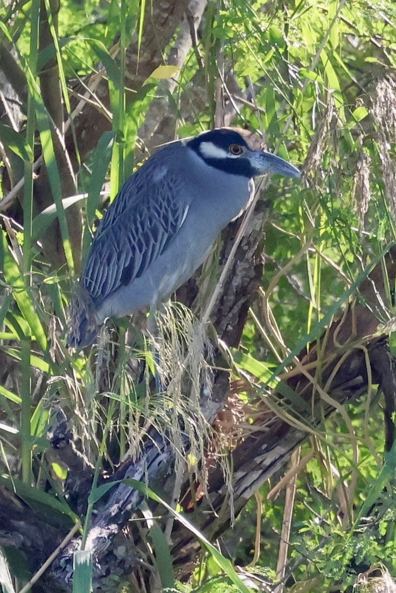 Sarı Tepeli Gece Balıkçılı - ML645146350