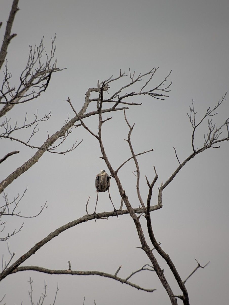 Great Blue Heron - ML645146391
