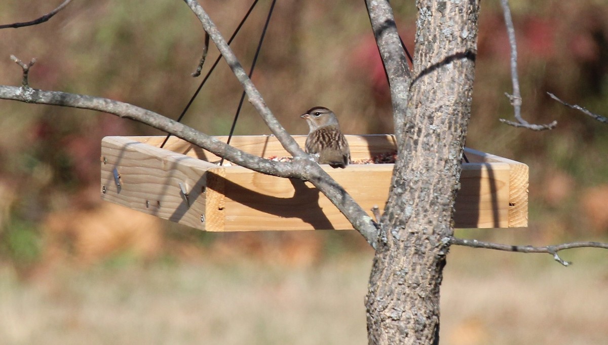Белобровая овсянка - ML645146392