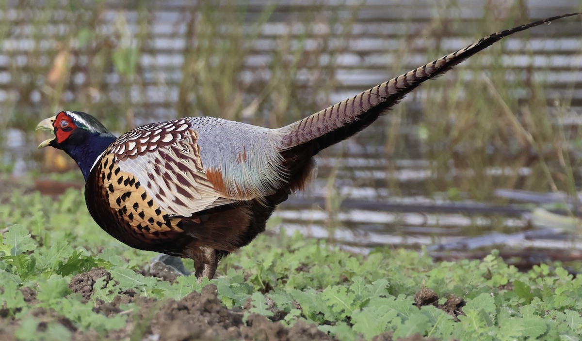 Ring-necked Pheasant - ML645146403
