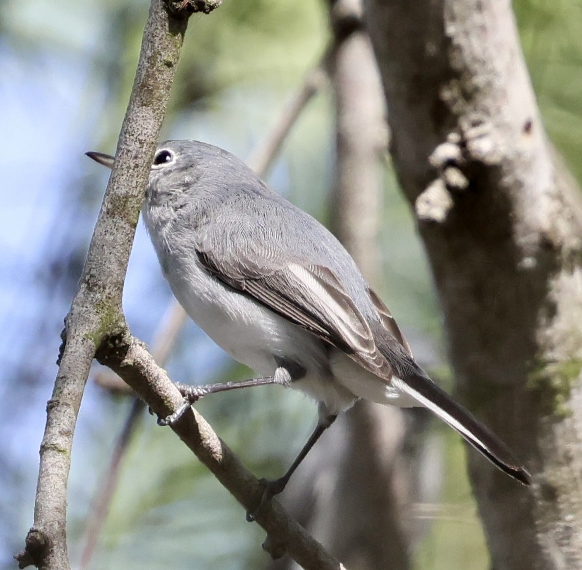 Голубая комароловка - ML645146405