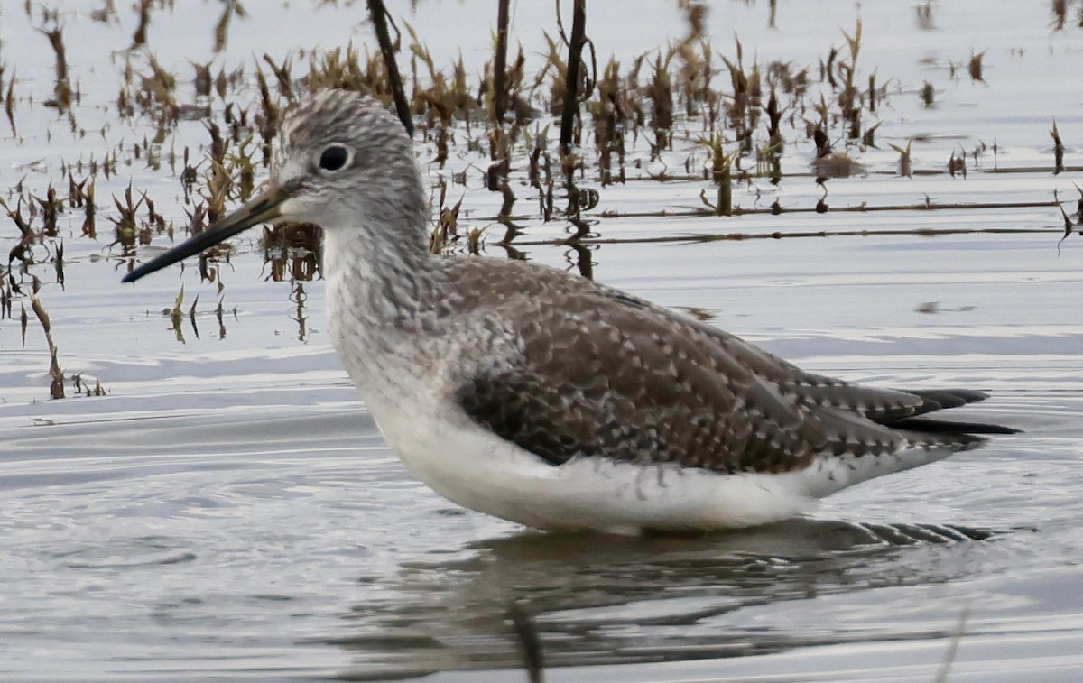 Greater Yellowlegs - ML645146422
