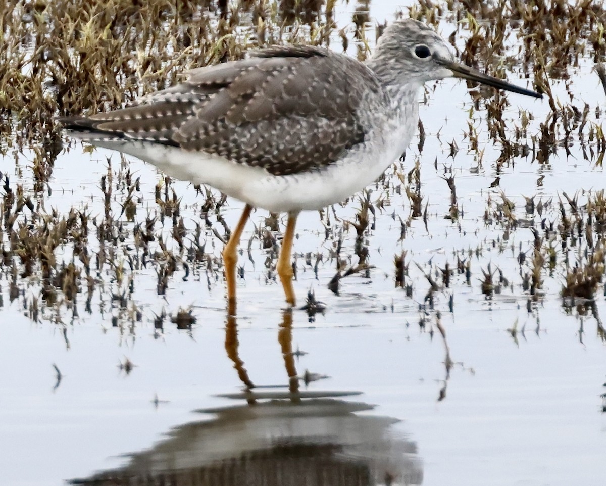 Greater Yellowlegs - ML645146423