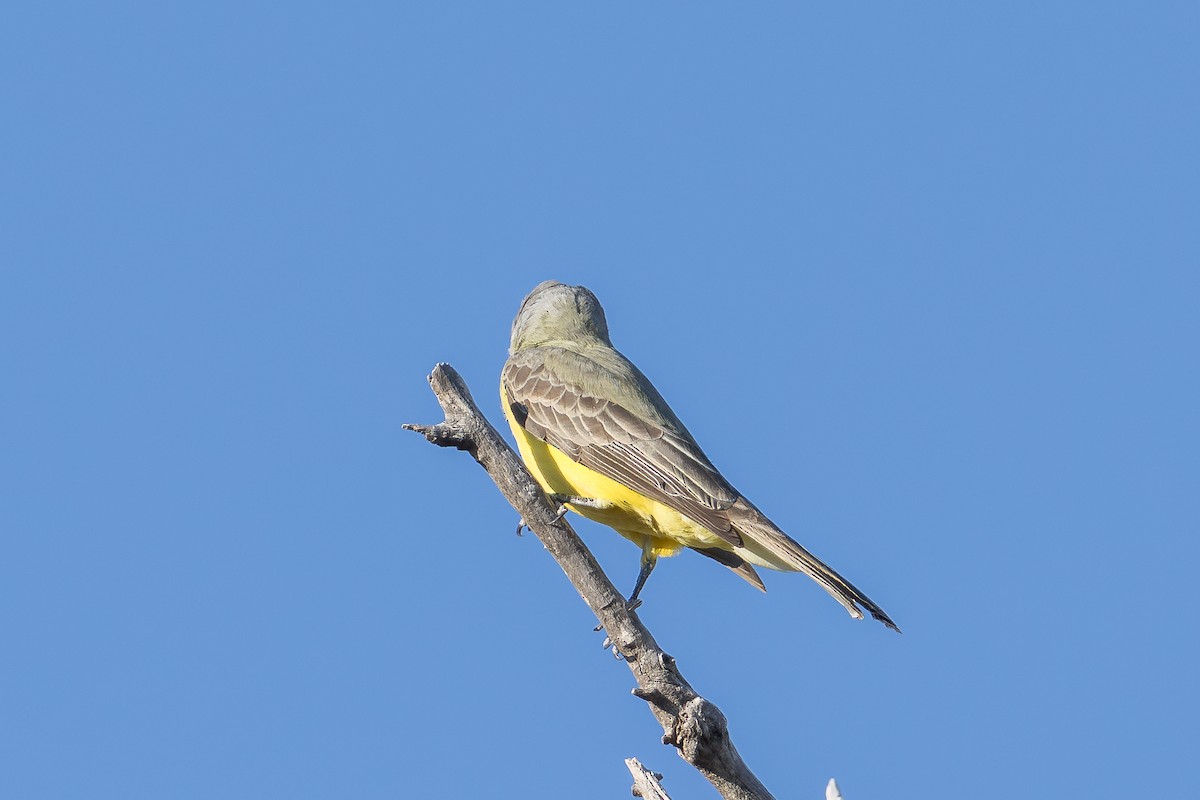 Tropical/Couch's Kingbird - ML645146431