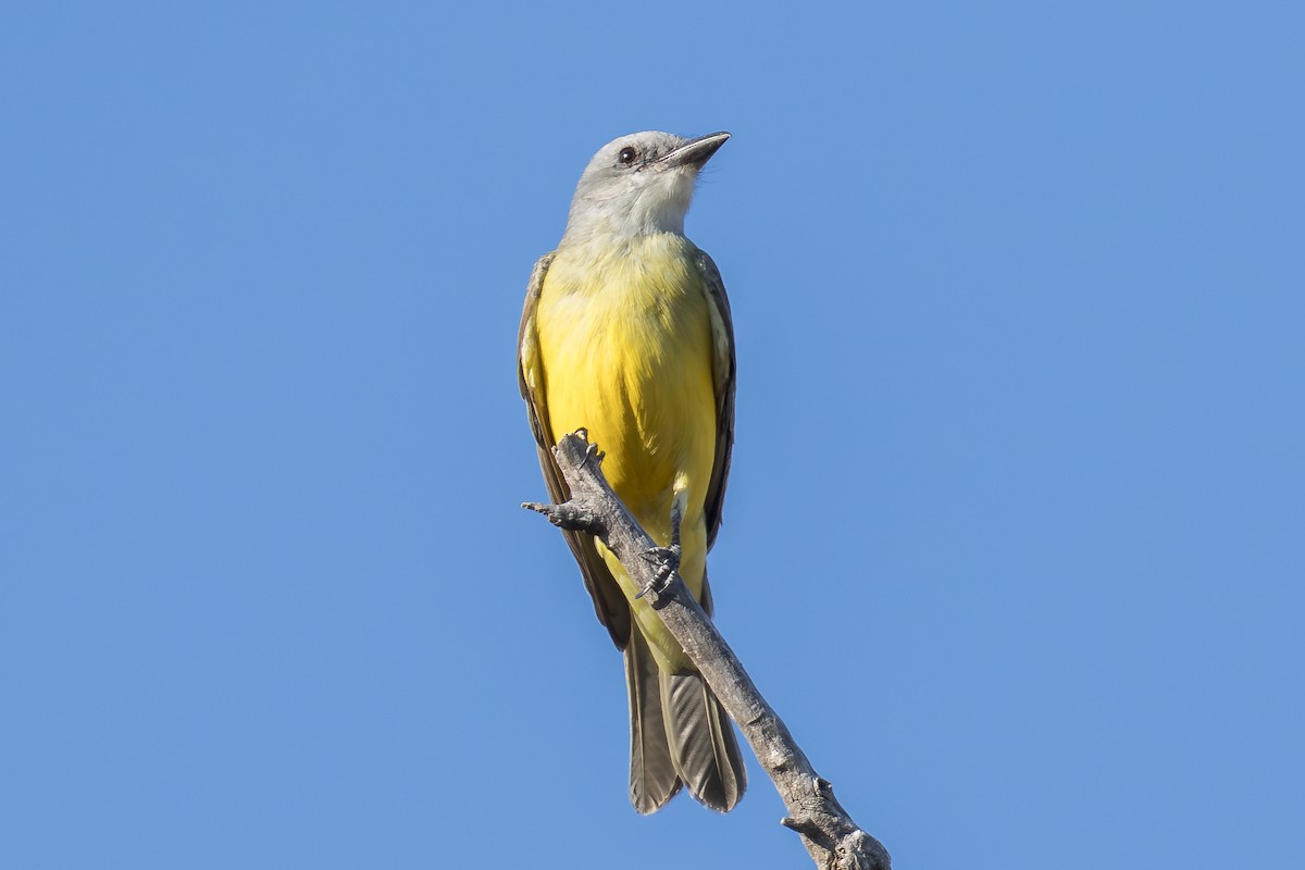Tropical/Couch's Kingbird - ML645146432