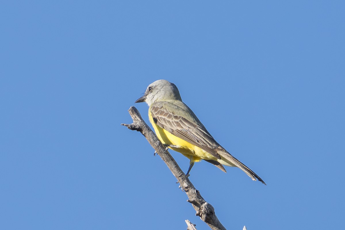 Tropical/Couch's Kingbird - ML645146433