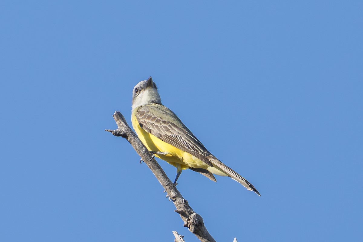 Tropical/Couch's Kingbird - ML645146434