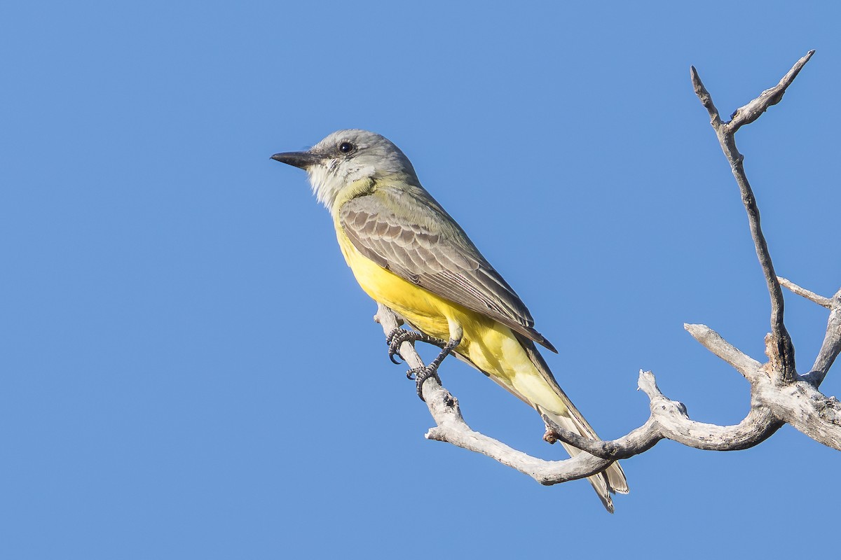Tropical/Couch's Kingbird - ML645146435
