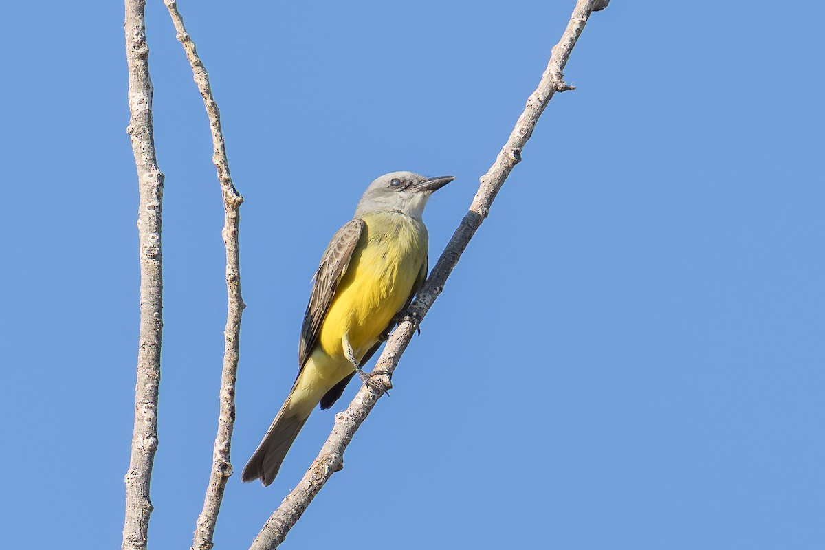 Tropical/Couch's Kingbird - ML645146437