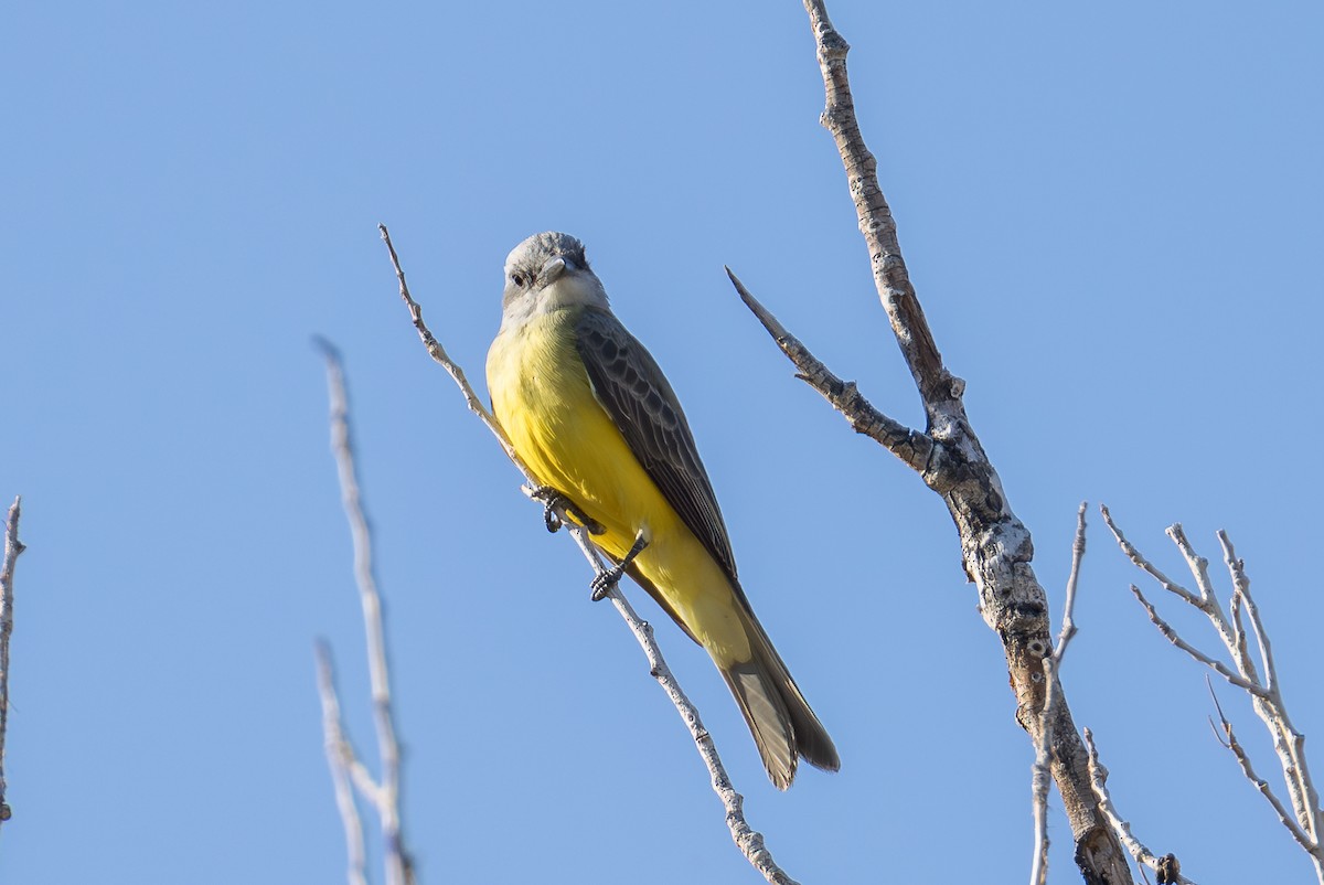 Tropical/Couch's Kingbird - ML645146438