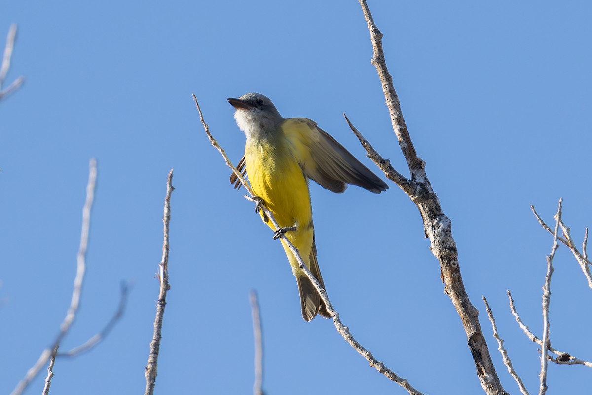 Tropical/Couch's Kingbird - ML645146439