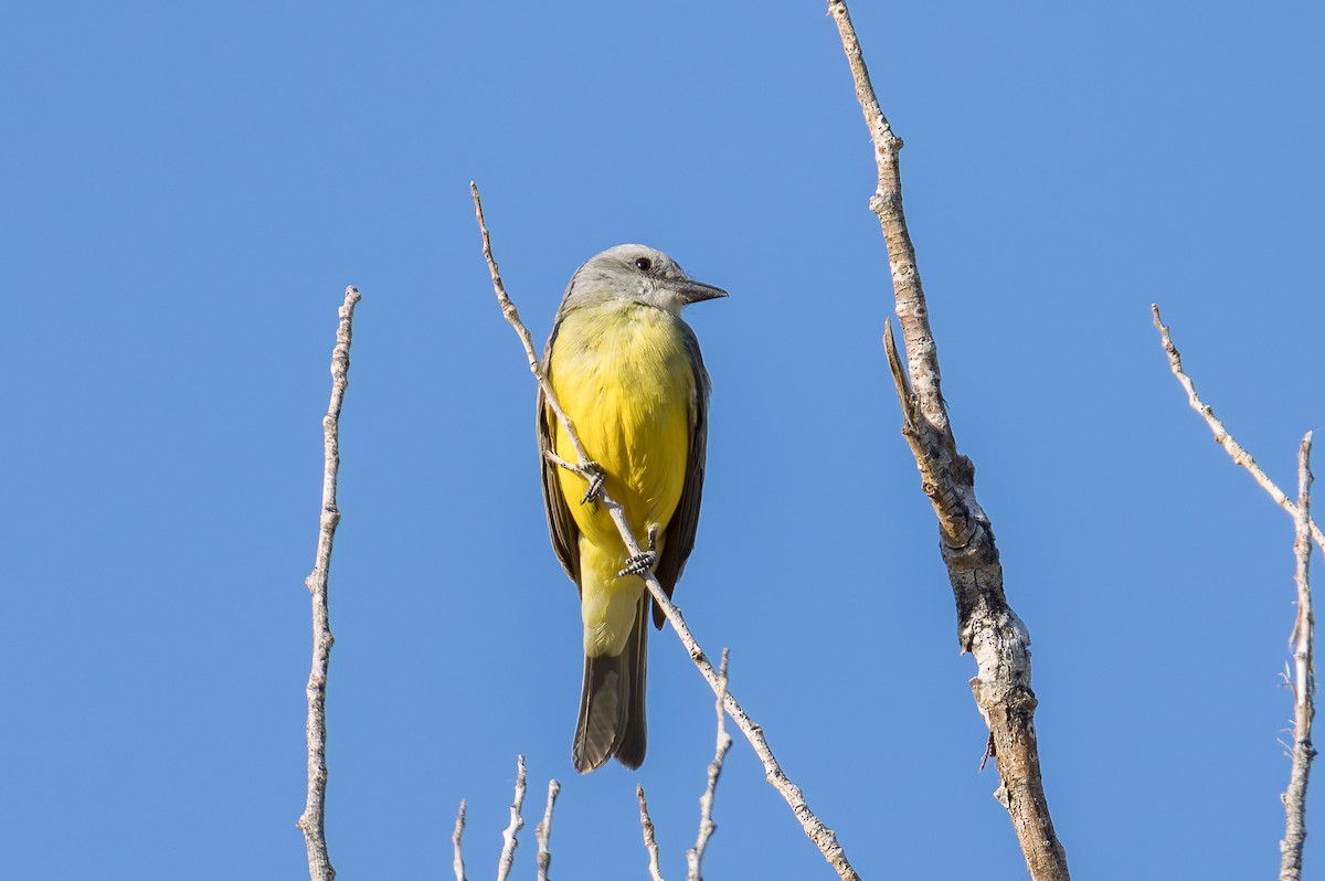 Tropical/Couch's Kingbird - ML645146440