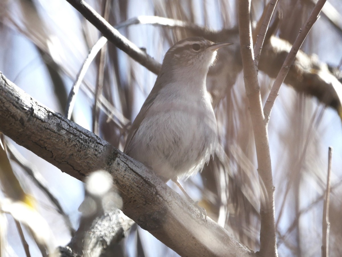 Bewick's Wren - ML645146467