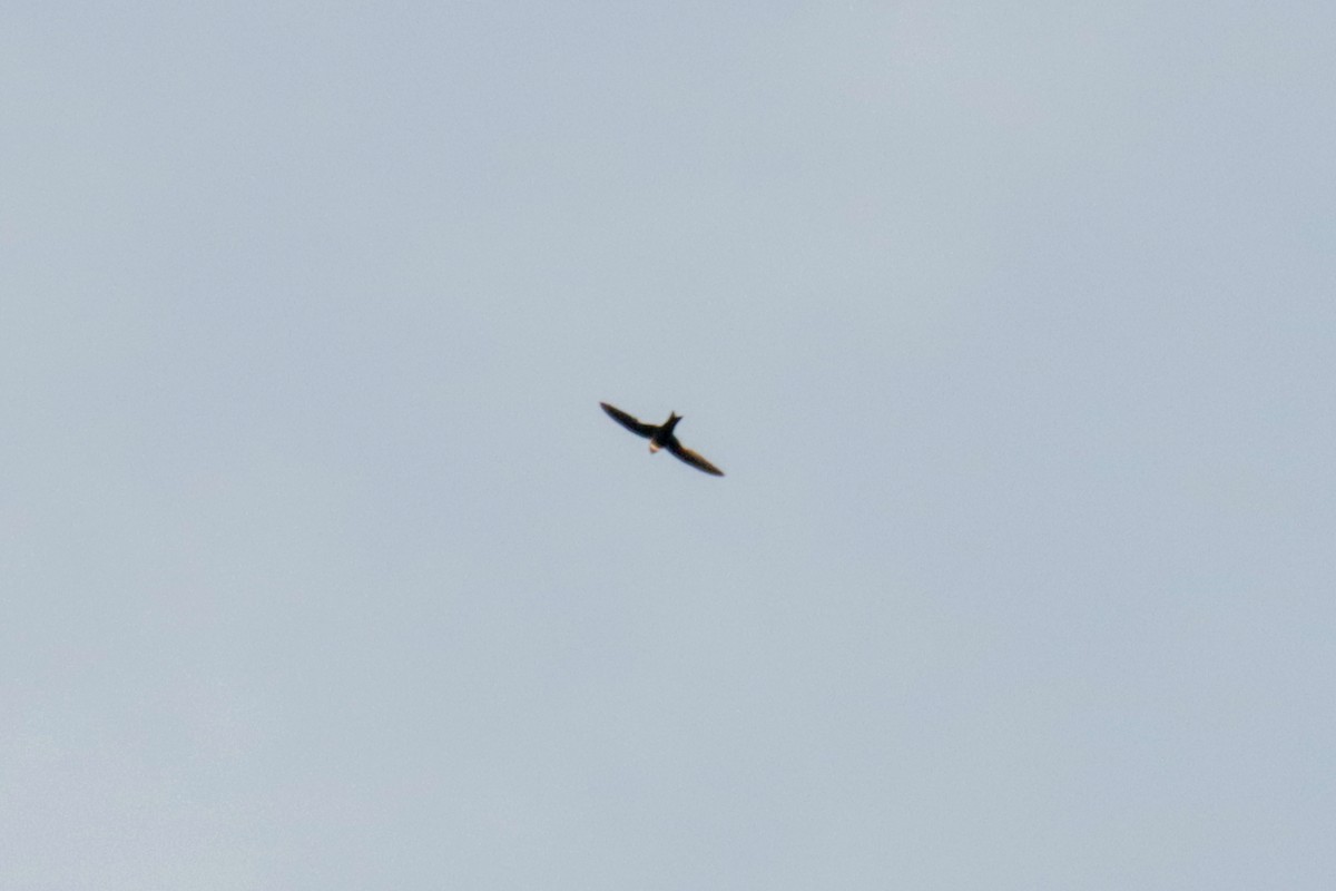 White-collared Swift - ML645146475