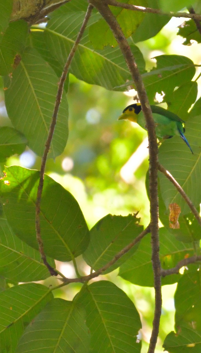 Long-tailed Broadbill - ML645146478