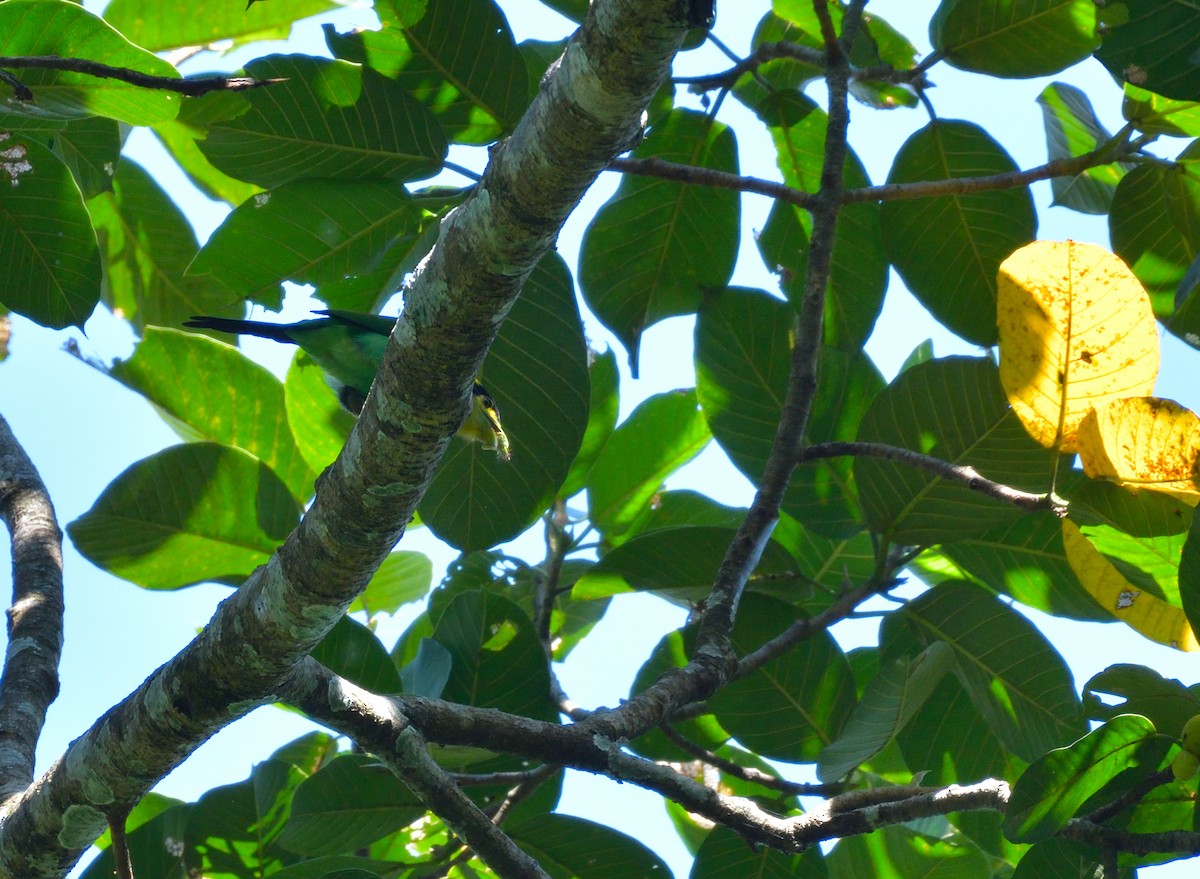 Long-tailed Broadbill - ML645146479