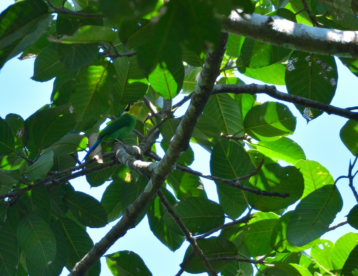 Long-tailed Broadbill - ML645146480
