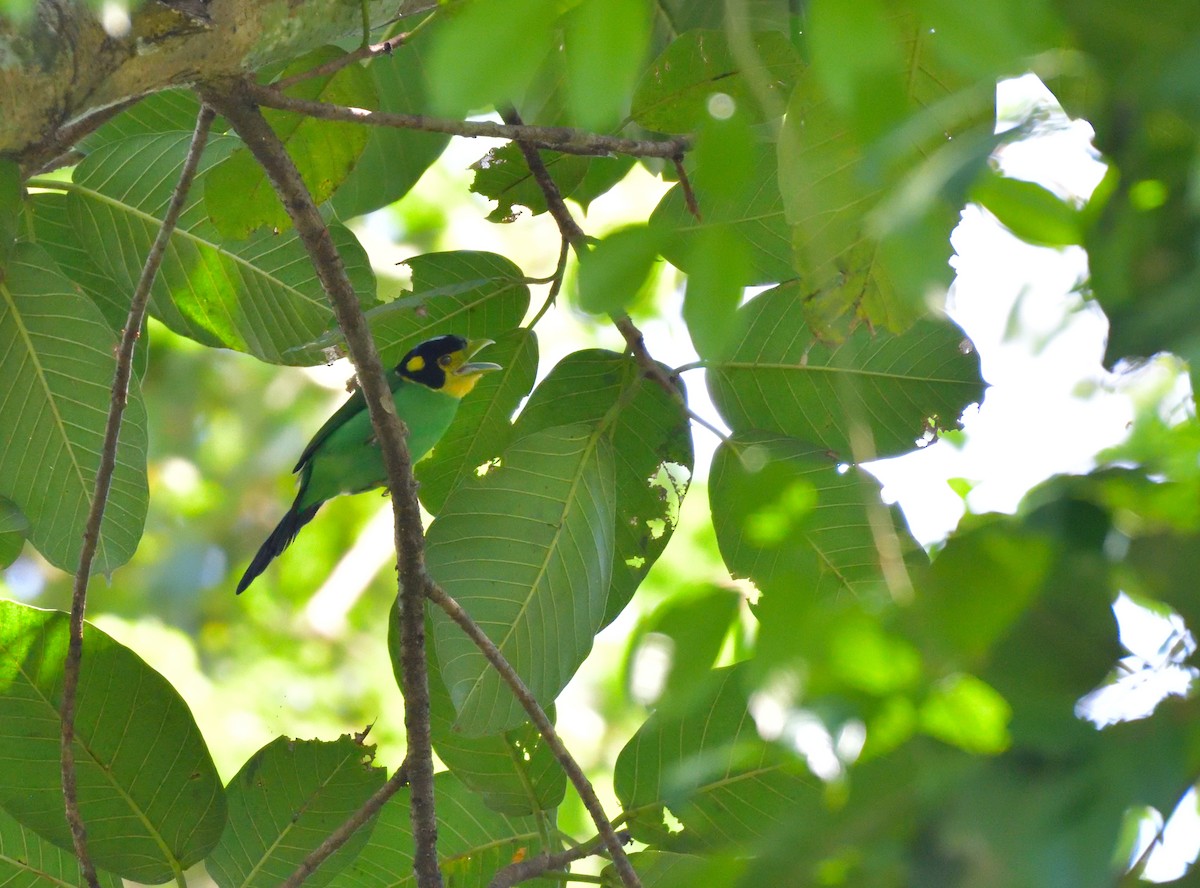 Long-tailed Broadbill - ML645146481