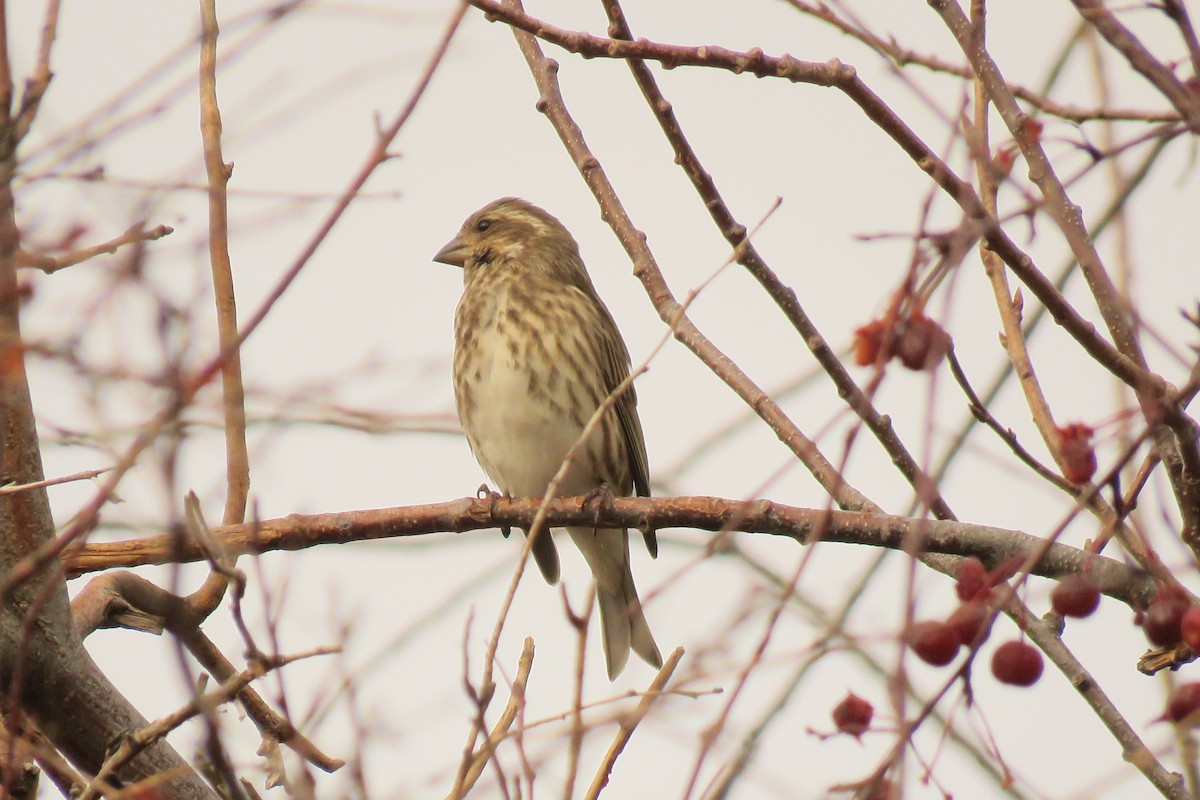 Purple Finch - ML645146483