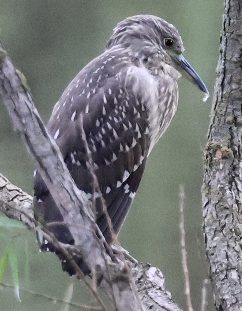 Black-crowned Night Heron - ML645146484
