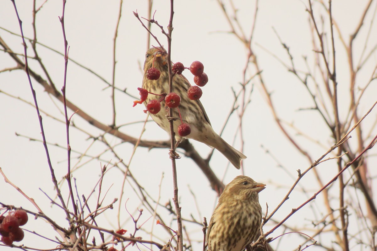 Purple Finch - ML645146486