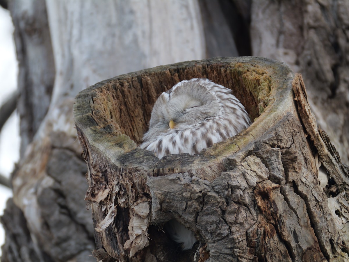 puštík bělavý - ML645146489