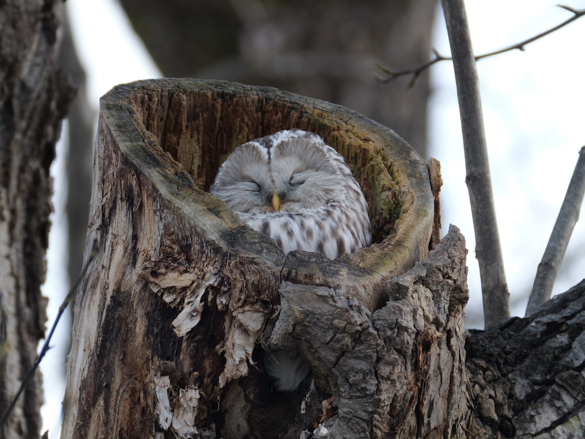 puštík bělavý - ML645146492