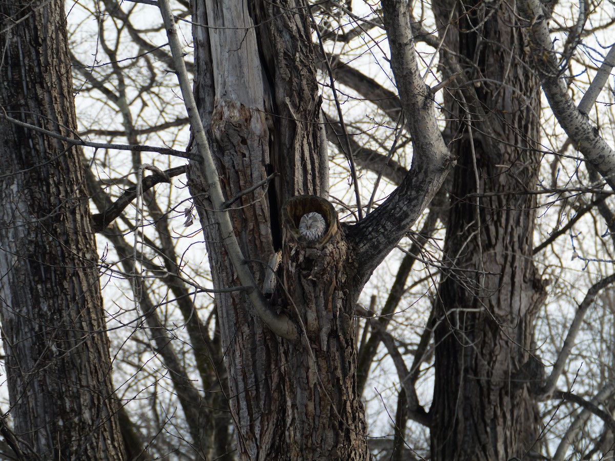 puštík bělavý - ML645146497