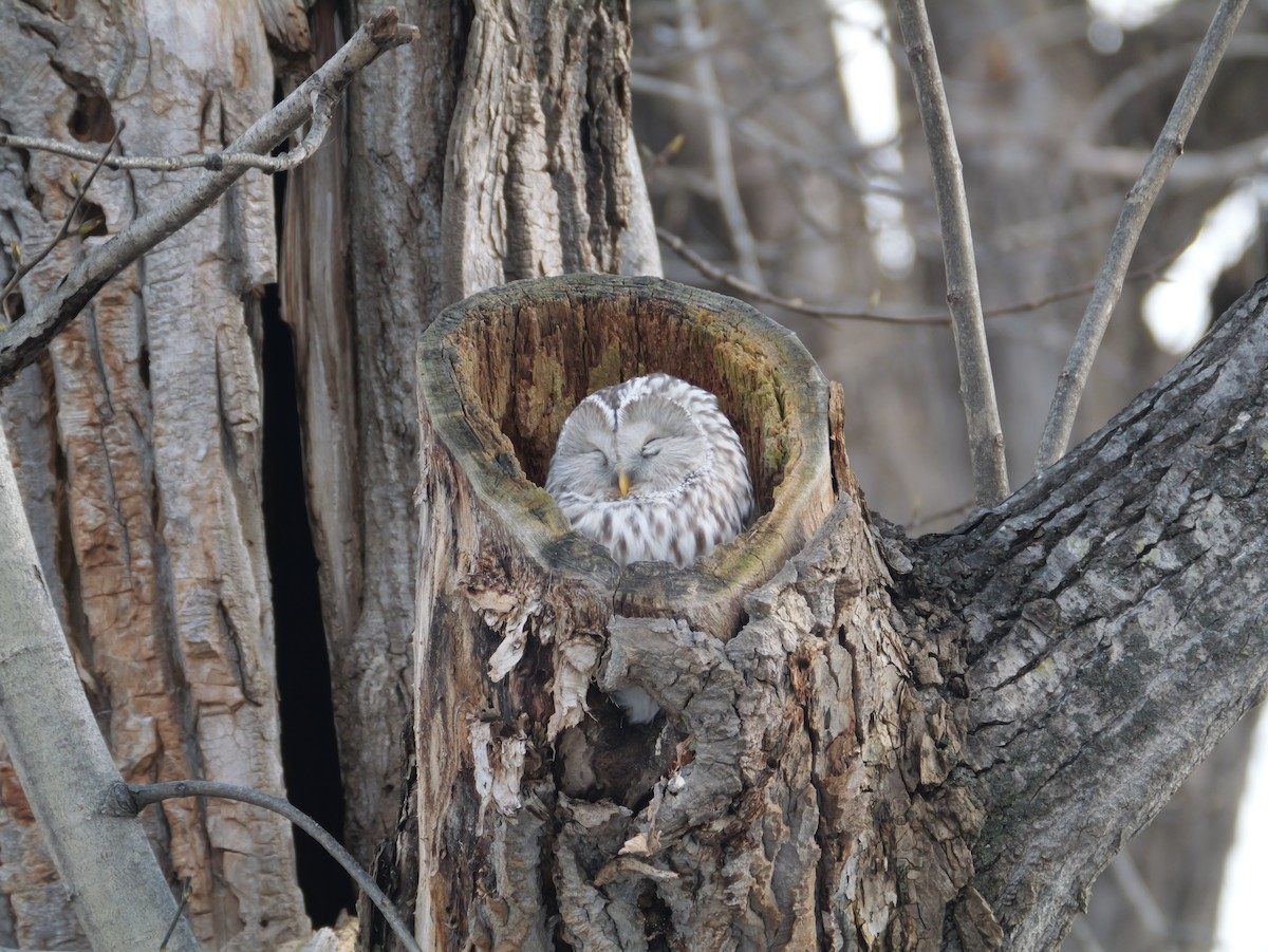 puštík bělavý - ML645146498