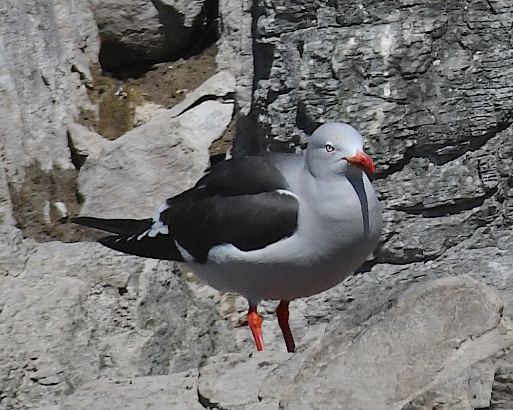 Dolphin Gull - ML645146513