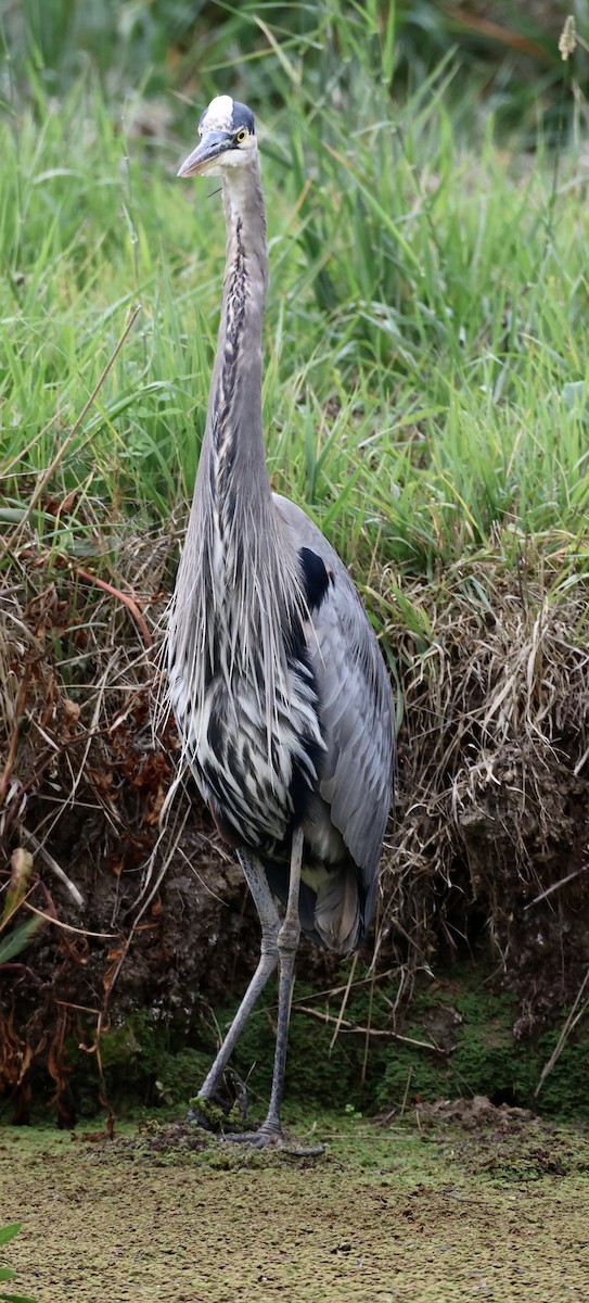 Great Blue Heron - ML645146519