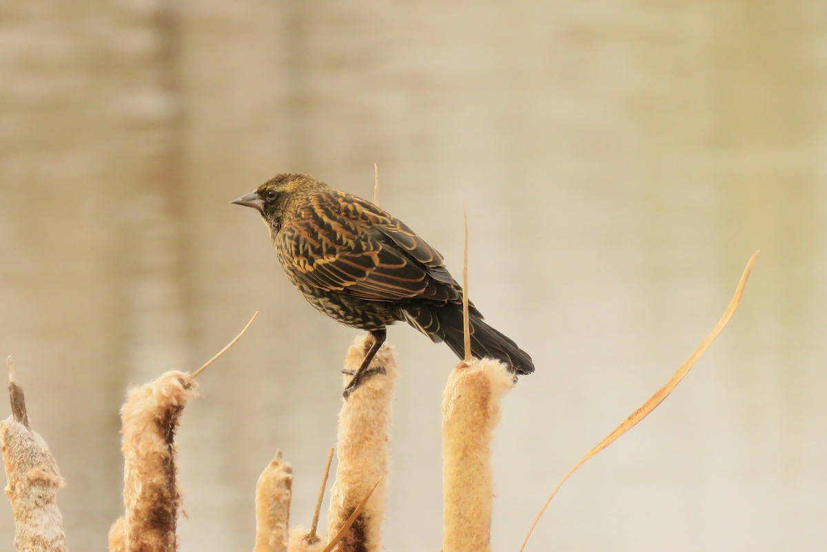 Red-winged Blackbird - ML645146525